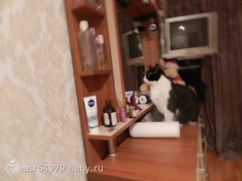 Мой кот тщеславная зараза или это МИСТИКА??О_о