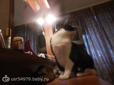 Мой кот тщеславная зараза или это МИСТИКА??О_о