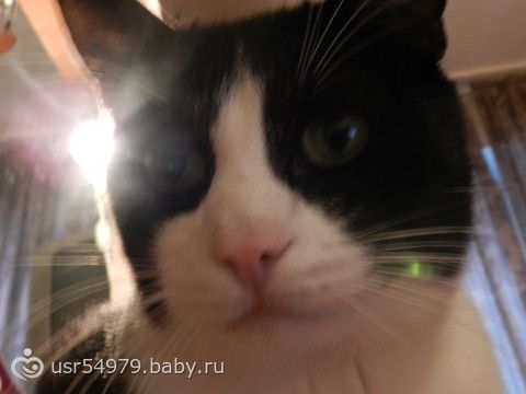 Мой кот тщеславная зараза или это МИСТИКА??О_о