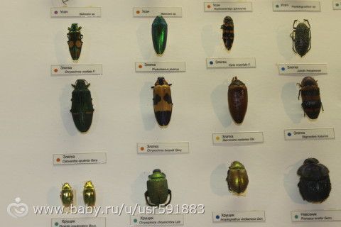 Государственный Дарвиновский музей - Москва