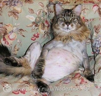 стрижка кота?