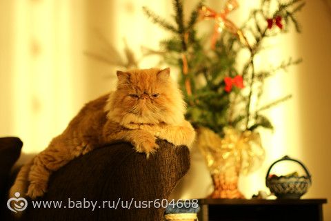 СЧАСТЛИВОГО НОВОГО ГОДА!!!