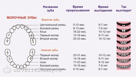 Порядок выпадения молочных зубов у детей схема и возраст последовательность