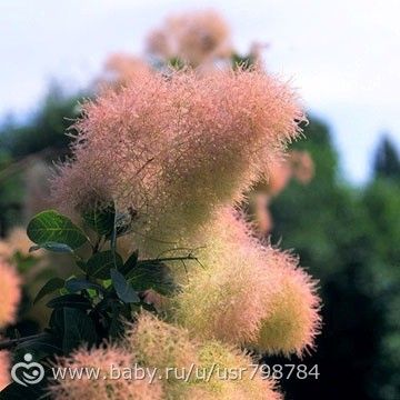 Красивые кустарники для нашего сада.Для тех кому актуально.