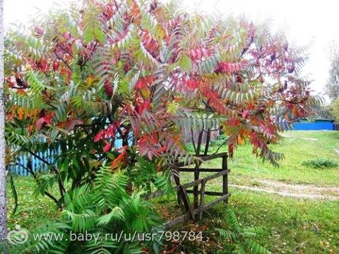 Красивые кустарники для нашего сада.Для тех кому актуально.