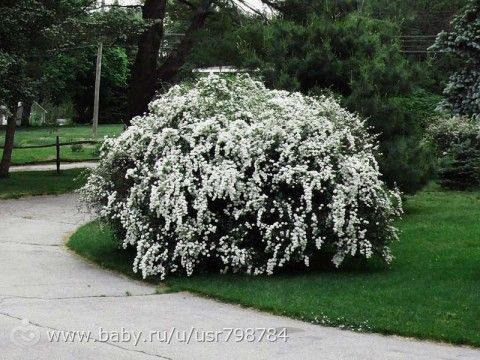 Красивые кустарники для нашего сада.Для тех кому актуально.