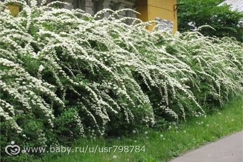 Красивые кустарники для нашего сада.Для тех кому актуально.