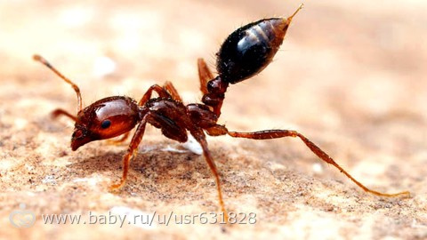 fire ant мать его