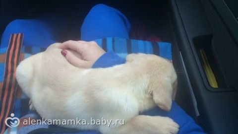 Что делать с собакой?Сил моих больше нет((((((((