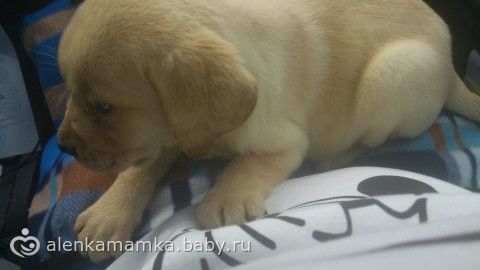 Что делать с собакой?Сил моих больше нет((((((((