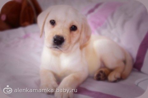 Что делать с собакой?Сил моих больше нет((((((((