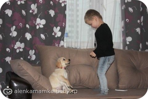 Что делать с собакой?Сил моих больше нет((((((((