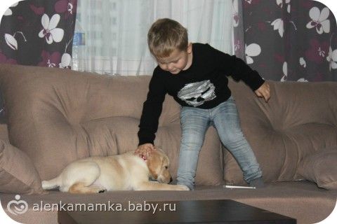 Что делать с собакой?Сил моих больше нет((((((((