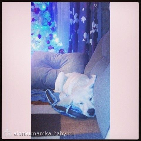 Что делать с собакой?Сил моих больше нет((((((((