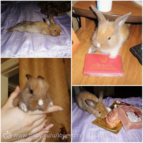Любовь, длиною почти в 6 лет)) Четверолапая длинноухая)