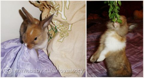 Любовь, длиною почти в 6 лет)) Четверолапая длинноухая)
