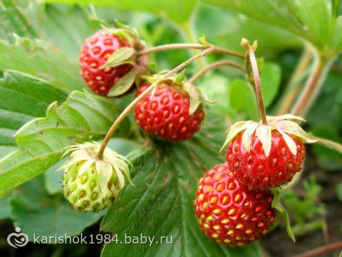 Картинки природы июнь Картинки природы июнь