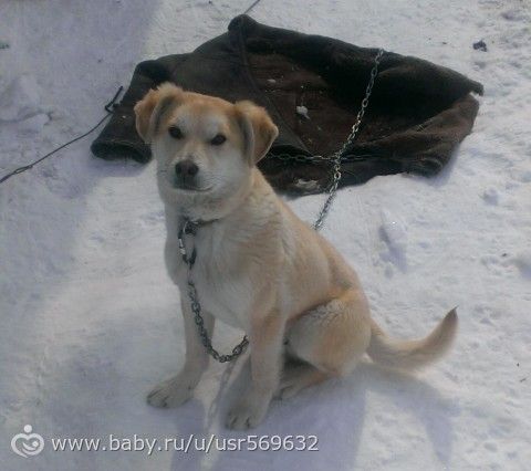 Наши мальчики всех видов ^.^ (многобукаф+фото)