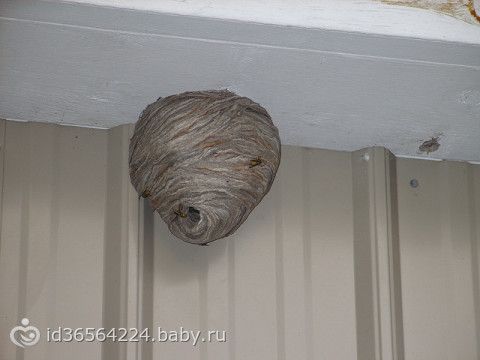 Дезинсекция: Уничтожение ос, шершней и пчел в квартире