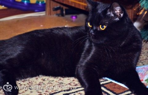 Специалистам по шотландским котикам