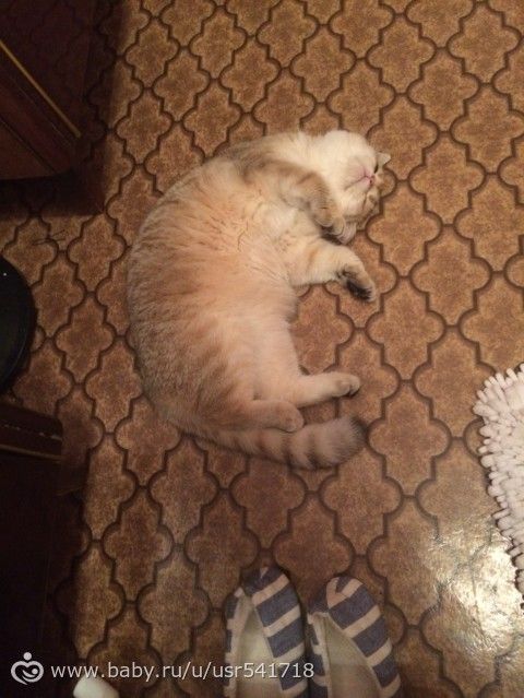 Кошастая