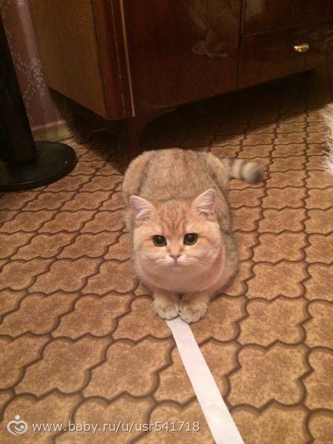 Кошастая