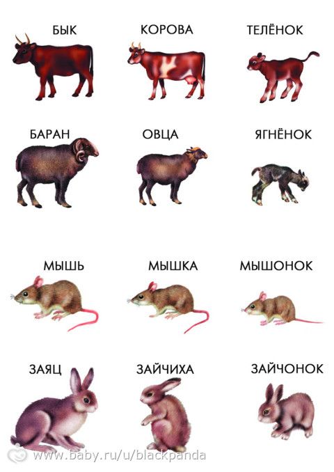 Занятия с детьми. Учим животных