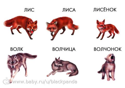 Занятия с детьми. Учим животных