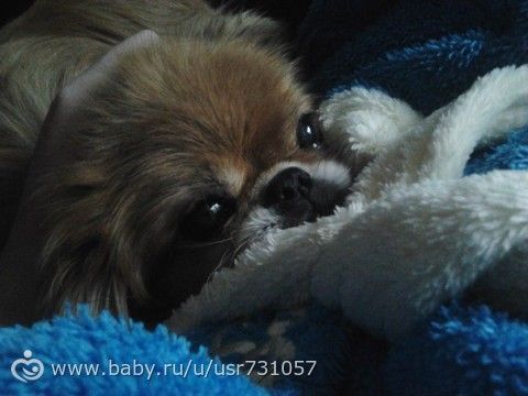 ваш любмый домашний питомец)))