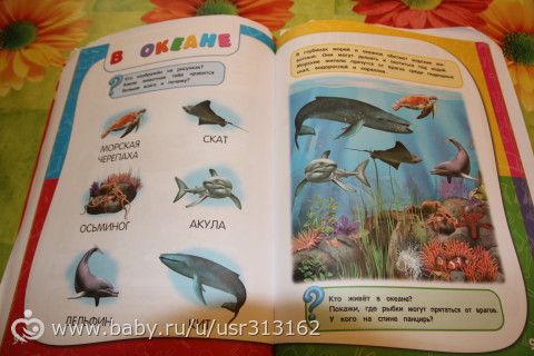 Марафон &quot;Обитатели морей и океанов&quot;. День 4, 5.