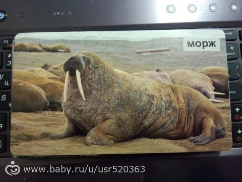 Моя оценка карточкам &quot;Мир на ладошке&quot; +фото