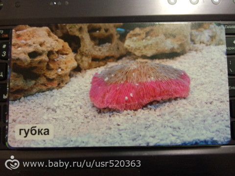 Моя оценка карточкам &quot;Мир на ладошке&quot; +фото