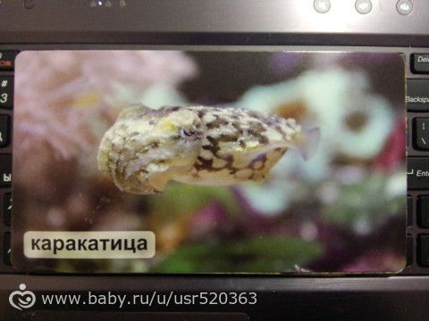 Моя оценка карточкам &quot;Мир на ладошке&quot; +фото