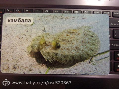 Моя оценка карточкам &quot;Мир на ладошке&quot; +фото
