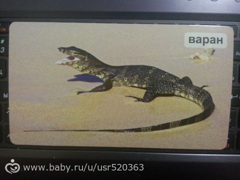 Оценка карточек Мир на ладошке с фото (удивительные животные)