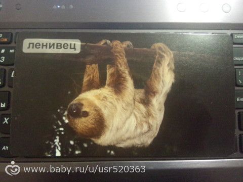 Оценка карточек Мир на ладошке с фото (удивительные животные)
