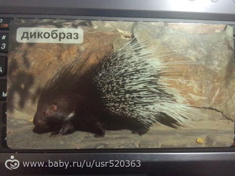 Оценка карточек Мир на ладошке с фото (удивительные животные)