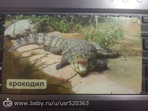 Оценка карточек Мир на ладошке с фото (удивительные животные)