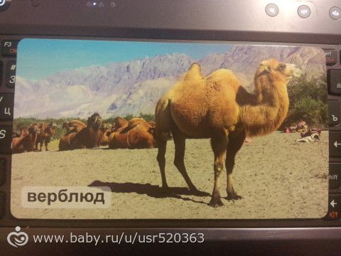 Оценка карточек Мир на ладошке с фото (удивительные животные)