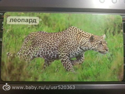 Оценка карточек Мир на ладошке с фото (удивительные животные)