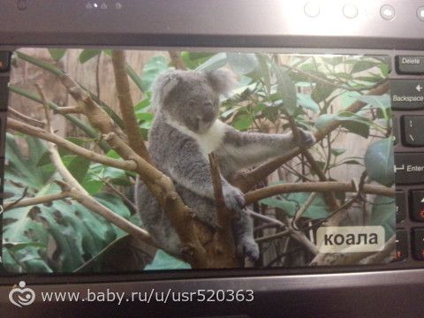 Оценка карточек Мир на ладошке с фото (удивительные животные)