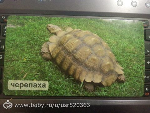 Оценка карточек Мир на ладошке с фото (удивительные животные)
