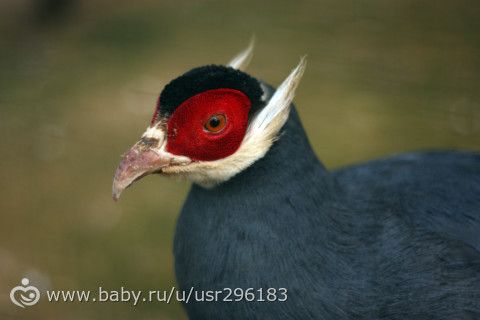 Призываем весну!!! (птички)