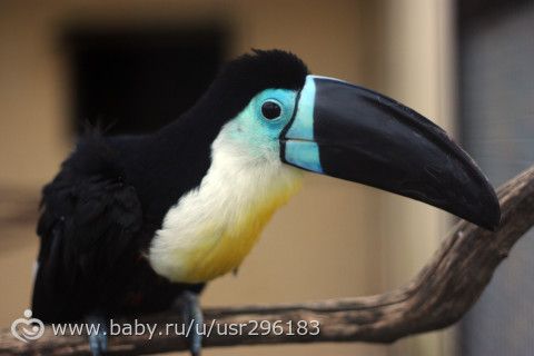 Призываем весну!!! (птички)