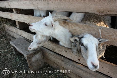 Конная прогулка с ночёвкой