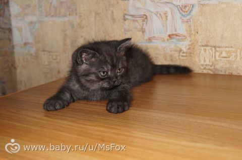 Котяткам 2 месяца!
