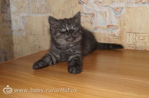 Котяткам 2 месяца!