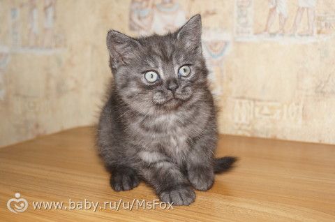 Котяткам 2 месяца!
