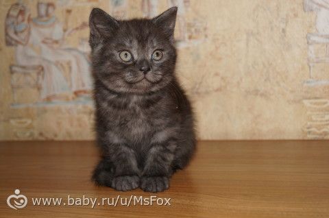 Котяткам 2 месяца!