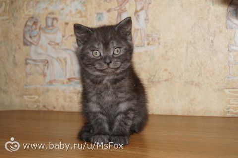 Котяткам 2 месяца!